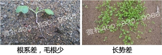 1、苗期前期（3-5片葉）.jpg