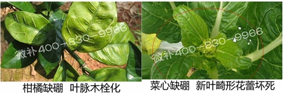 春季作物為什么需要大量用硼肥？