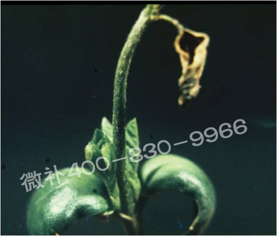 莖尖枯死，到底是缺硼還是缺鈣？