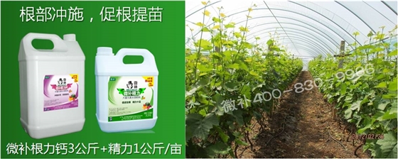 葡萄萌芽期如何預防倒春寒？