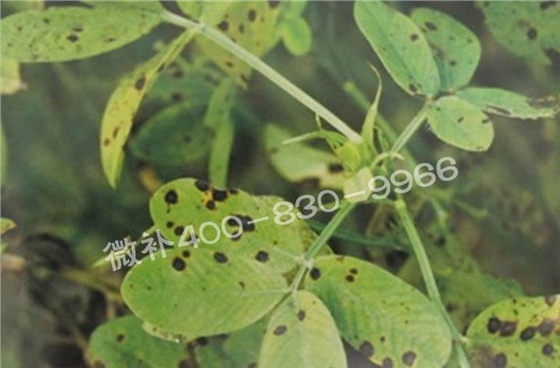 花生缺鉀與花生葉斑病有什么區別？