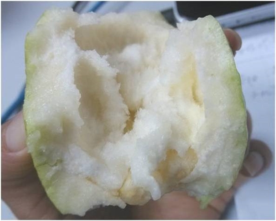 番石榴口感差 番石榴口感差