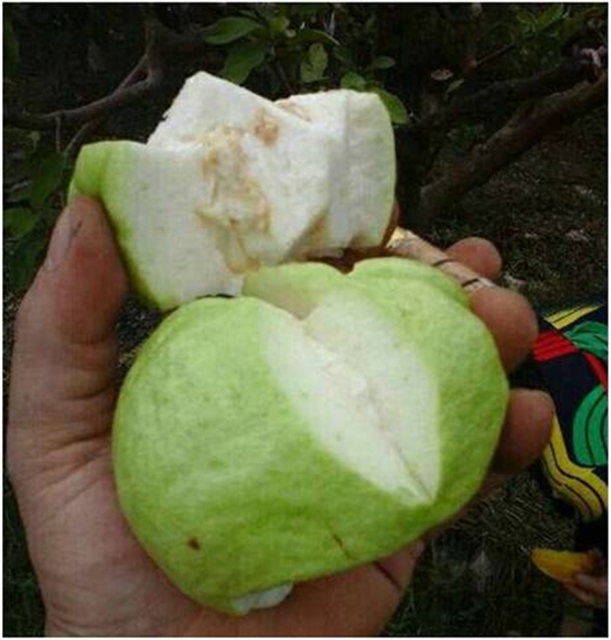 番石榴味甜口感佳 番石榴味甜口感佳