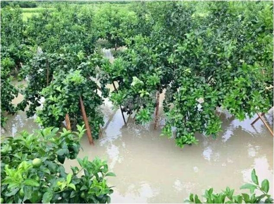 柑橘漚根黃樹(shù) 柑橘漚根黃樹(shù)