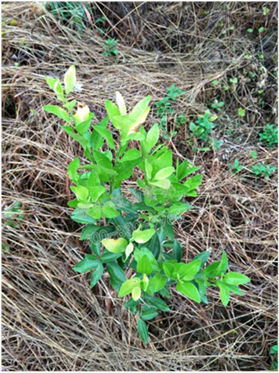 柑橘小樹(shù)梢不轉綠 柑橘小樹(shù)梢不轉綠