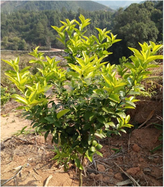 柑橘小樹(shù)黃樹(shù) 柑橘小樹(shù)黃樹(shù)