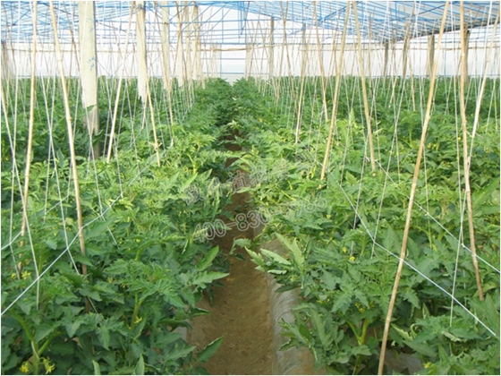 番茄長(cháng)勢好 番茄長(cháng)勢好