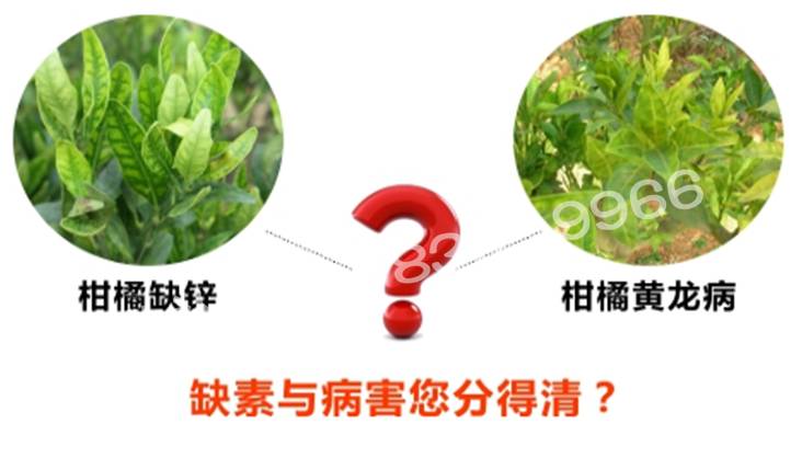 柑橘黃化缺素還是黃龍病 柑橘黃化缺素還是黃龍病