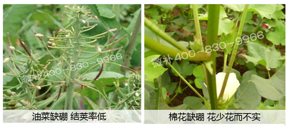 春季作物為什么需要大量用硼肥？