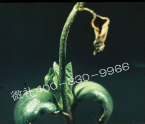 莖尖枯死，到底是缺硼還是缺鈣？