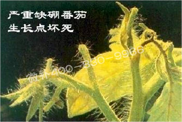 莖尖枯死，到底是缺硼還是缺鈣？