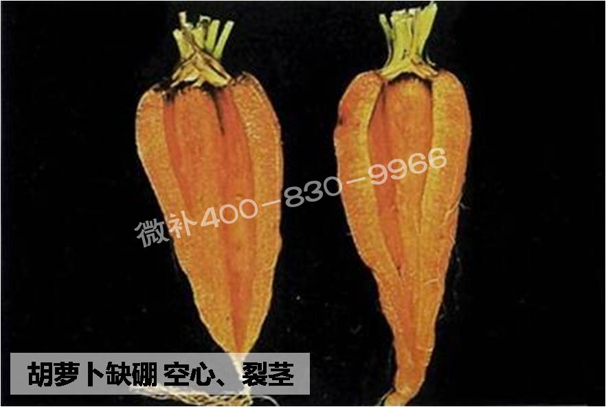 大田作物缺硼，就用高生物活性海藻液體硼，補硼更有效！