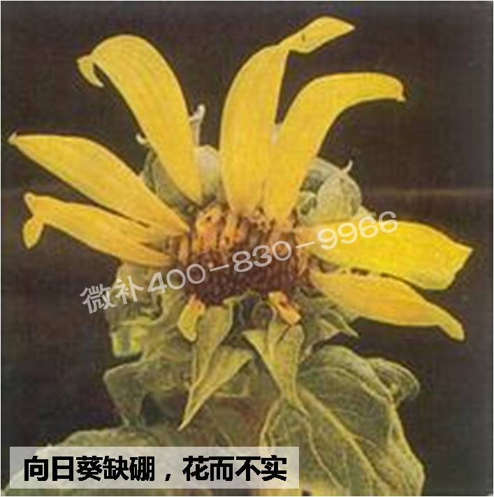大田作物缺硼，就用高生物活性海藻液體硼，補硼更有效！