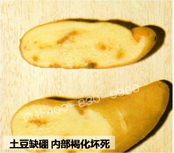 大田作物缺硼，就用高生物活性海藻液體硼，補硼更有效！