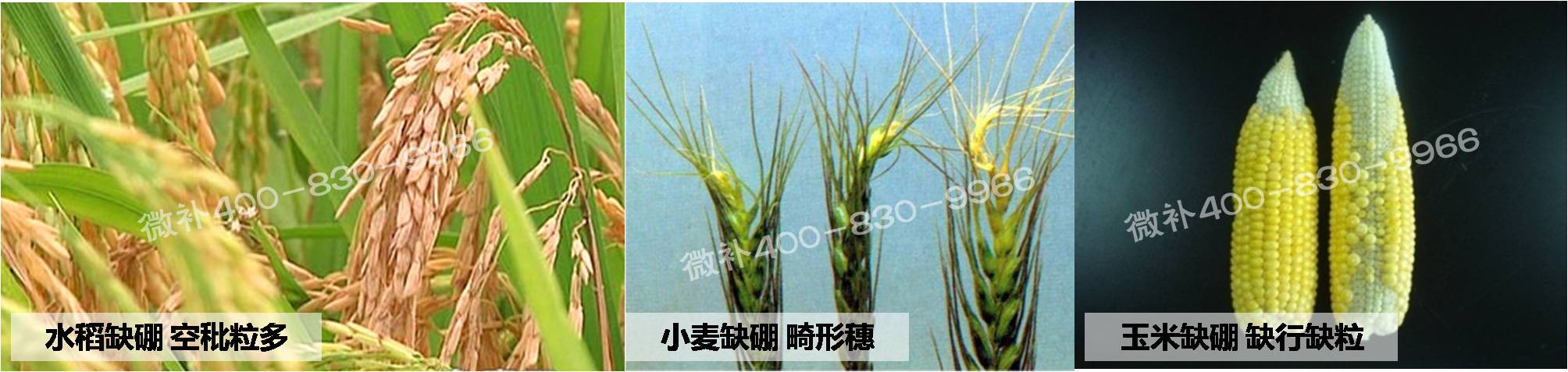 大田作物缺硼，就用高生物活性海藻液體硼，補硼更有效！