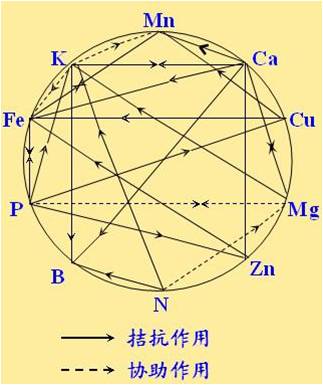 原料型鉀肥和鎂肥為什么會(huì )發(fā)生拮抗？