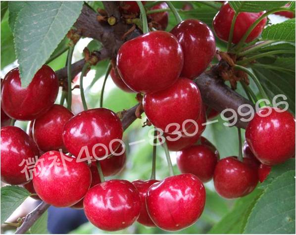 櫻桃用什么葉面肥？