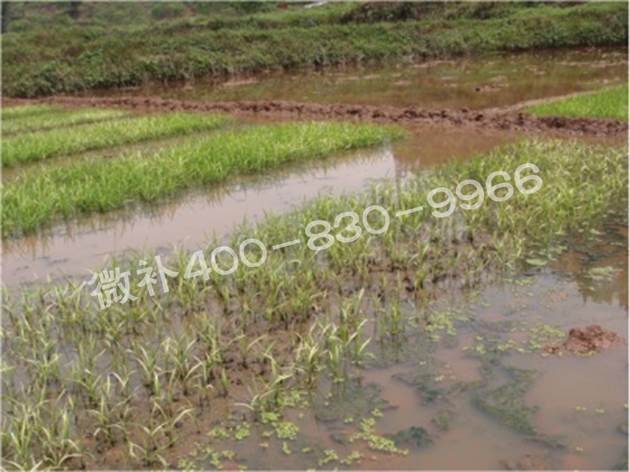 水稻黃秧、爛秧