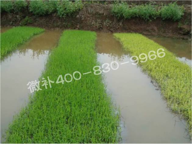 水稻黃秧、爛秧怎么辦？
