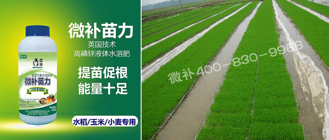 水稻黃秧、爛秧怎么辦？