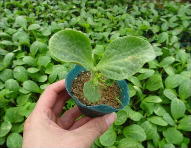 甜瓜不長(cháng)