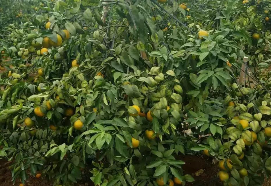 微信圖片_20200103144300.jpg 微信圖片_20200103144300.jpg