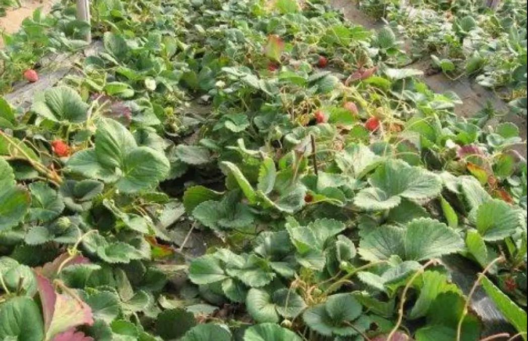 微信圖片_20200103144329.jpg 微信圖片_20200103144329.jpg