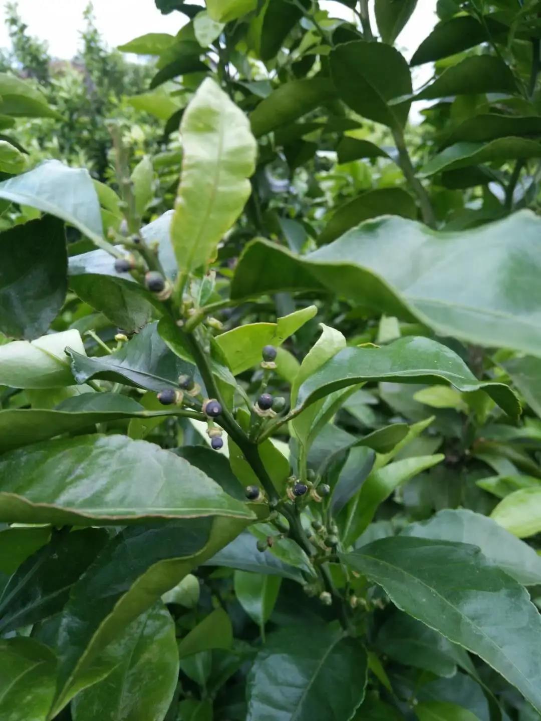 風(fēng)傷果 風(fēng)傷果