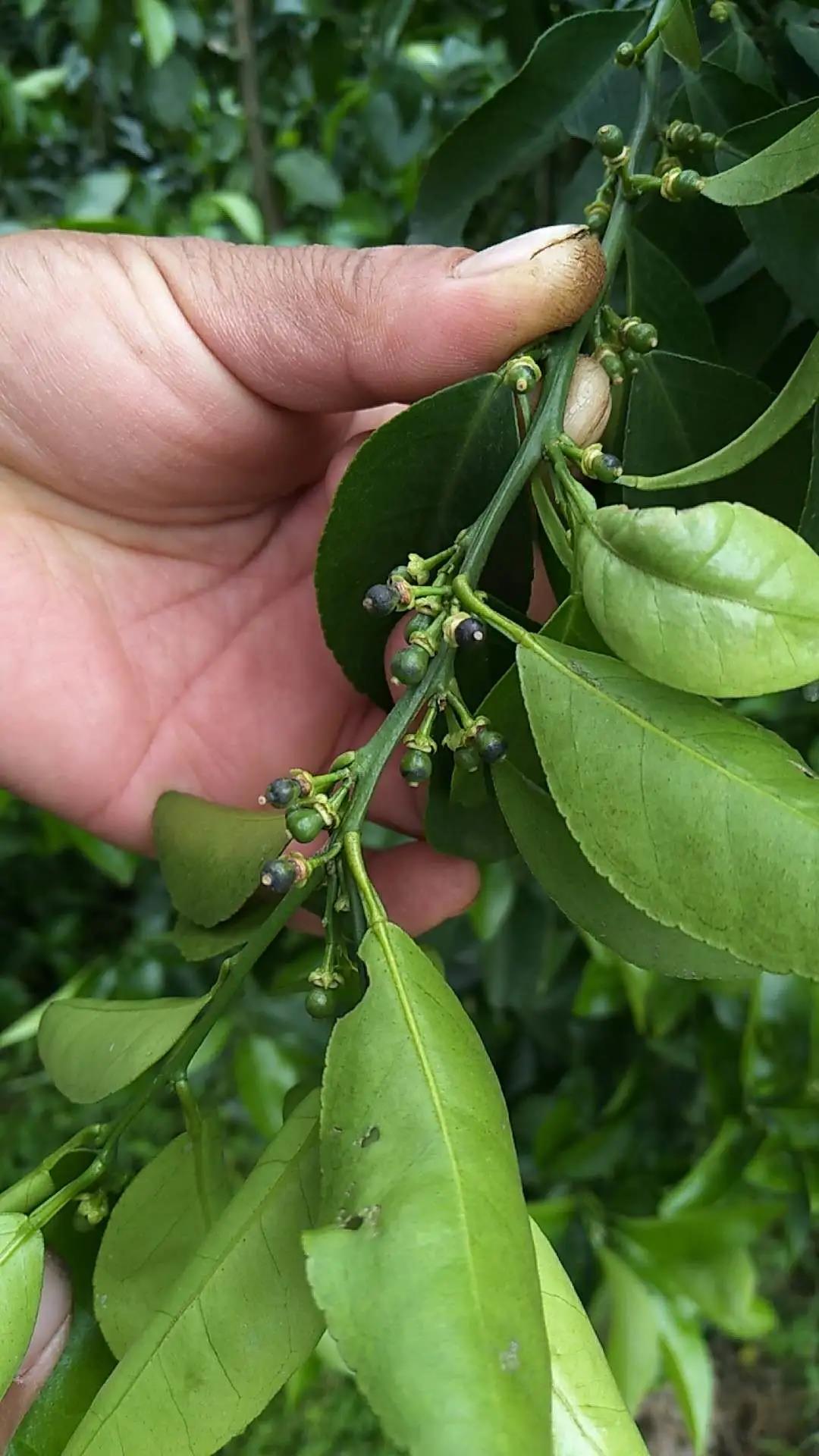 風(fēng)傷果 風(fēng)傷果