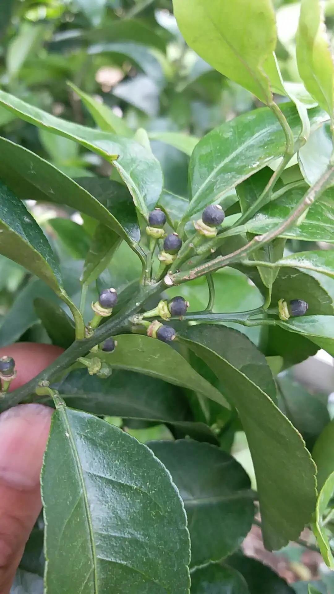 風(fēng)傷果 風(fēng)傷果