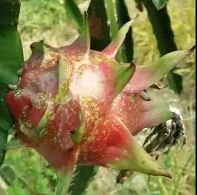 潰瘍病火龍果.jpg 潰瘍病火龍果.jpg