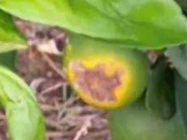 臍橙日灼.png 臍橙日灼.png