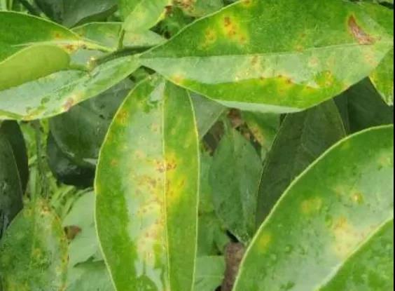 潰瘍病葉 潰瘍病葉