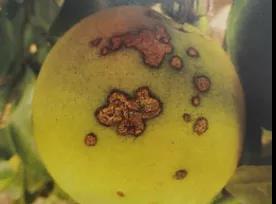 潰瘍病果 潰瘍病果