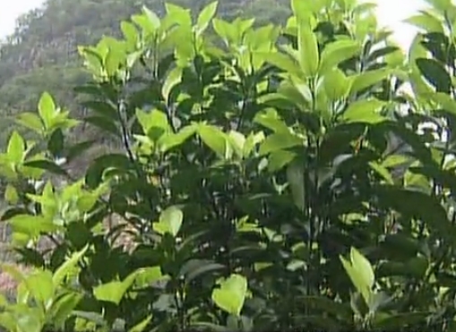 柑橘淋沖微補鈣肥，促根預防黃樹(shù)，樹(shù)壯保果品質(zhì)好