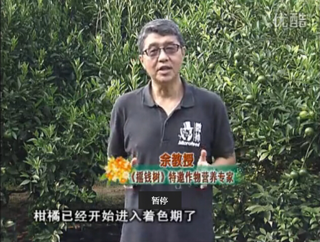 20150928珠江臺搖錢(qián)樹(shù)：如何提高柑橘硬度？預防減少浮皮霜凍果