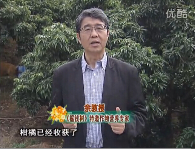 20160104珠江臺搖錢(qián)樹(shù)：防治柑橘黃樹(shù)、減少采后弱樹(shù) 撒微補倍力、噴碧力+壯力