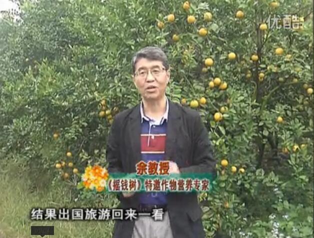 20160111珠江臺搖錢(qián)樹(shù)：貢柑大場(chǎng)樹(shù)弱黃葉，今年樹(shù)勢大翻身果靚還高價(jià)！