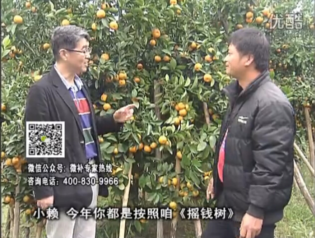 20160125珠江臺搖錢(qián)樹(shù)：如何解決柑橘兩大問(wèn)題：黃樹(shù)和果品質(zhì)差？