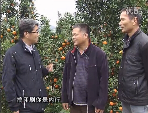 20160201珠江臺搖錢(qián)樹(shù)：開(kāi)印刷廠(chǎng)改行種柑橘，保樹(shù)靚今年還高產(chǎn)？