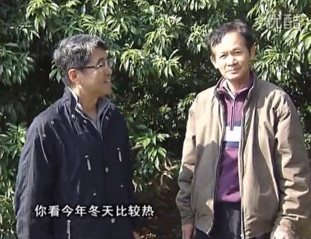 20160201珠江臺搖錢(qián)樹(shù)：暖冬荔枝易沖梢，如何促花壯花好？看微補