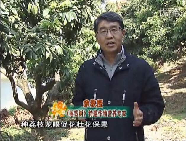20160215珠江臺搖錢(qián)樹(shù)：龍眼撒微補倍力、噴花力+碧力，補鈣鎂鋅硼保葉壯花
