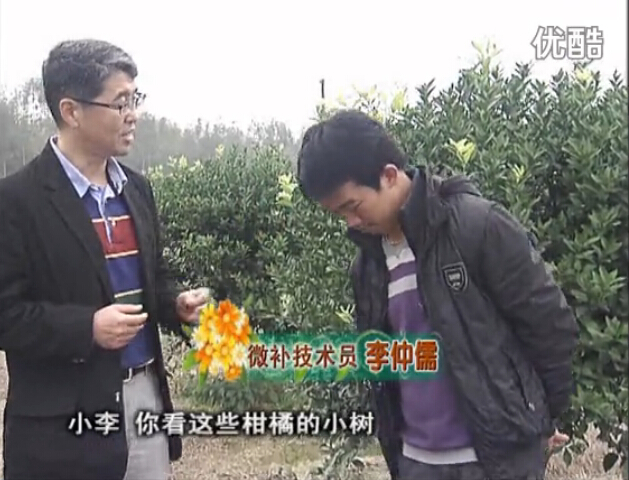 20160215珠江臺搖錢(qián)樹(shù)：柑橘小樹(shù)頭年掛果撒微補倍力、噴花力+碧力，壯樹(shù)促花好