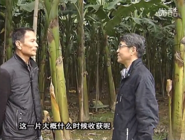 20160222珠江臺搖錢(qián)樹(shù)：粉蕉用微補方案，抽蕉好、葉干邊爛頭少