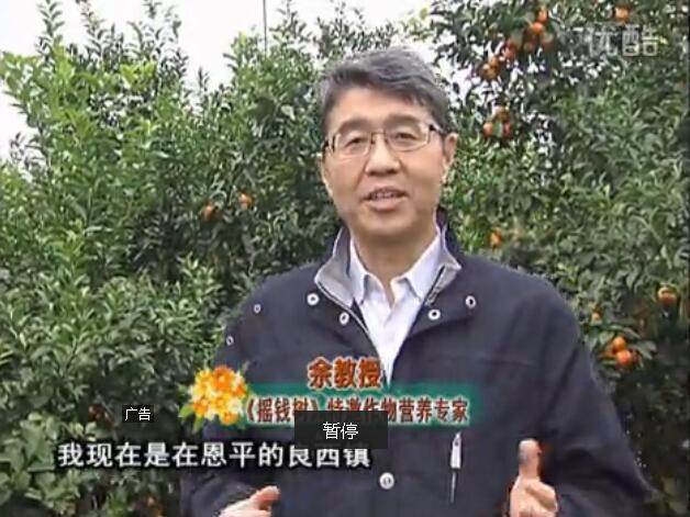 20160229珠江臺搖錢(qián)樹(shù)：柑橘用微補全年方案，黃樹(shù)恢復、果品質(zhì)好賣(mài)價(jià)高