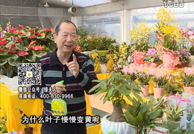 20160307珠江臺搖錢(qián)樹(shù)：陰生植物也不好種，黃葉多長(cháng)勢弱？用綠夫人來(lái)呵護