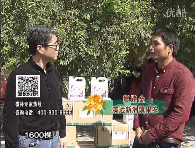 20160314珠江臺搖錢(qián)樹(shù)：柑橘用微補方案，保樹(shù)有收益