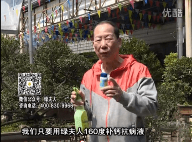 ?20160321珠江臺搖錢(qián)樹(shù)：盆栽花卉用綠夫人160度補鈣抗病液，低溫陰雨天長(cháng)勢壯、抗病好