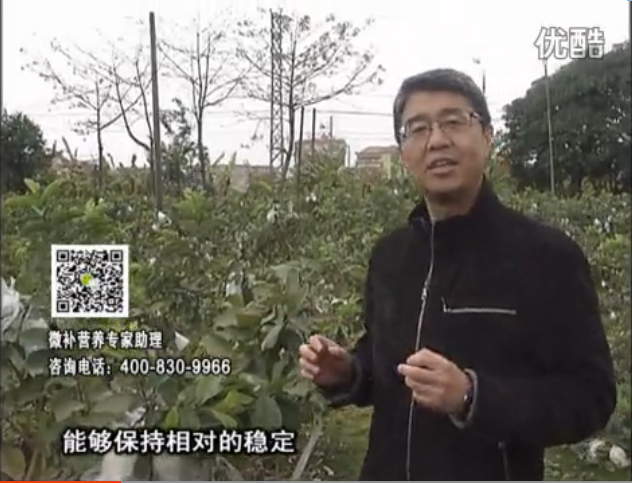 20160328珠江臺搖錢(qián)樹(shù)：番石榴淋沖微補根力鈣+微補精力，凍后恢復長(cháng)勢、促進(jìn)開(kāi)花坐果