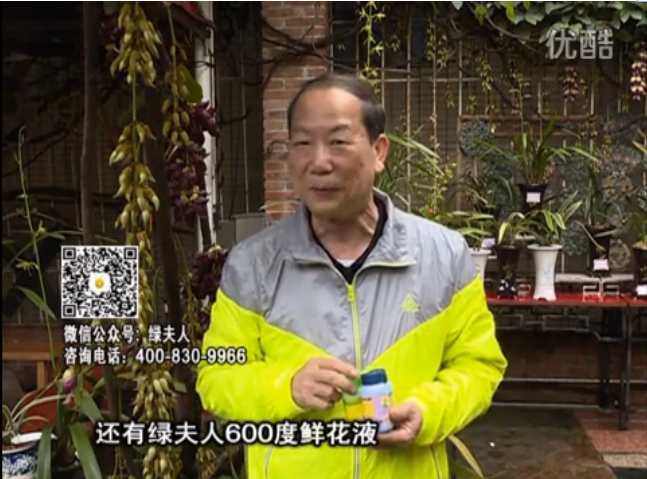 20160404珠江臺搖錢(qián)樹(shù)：養禾雀花等盆栽，用綠夫人營(yíng)養液養得好又增色
